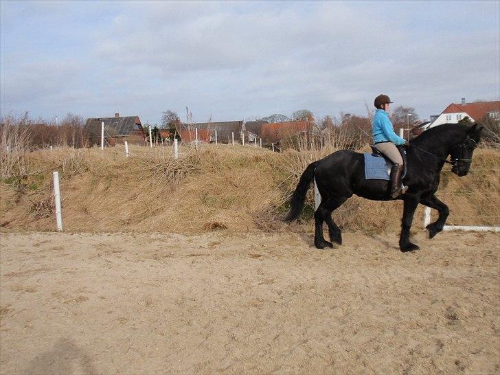 Frieser Gerko SOLGT - i en lækker trav :D  billede 19