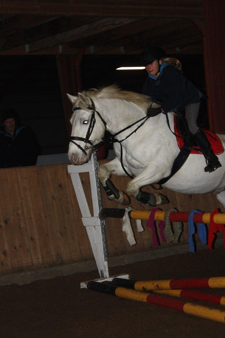 Irsk Sportspony Crocketstown Spotty - til jule træning billede 8