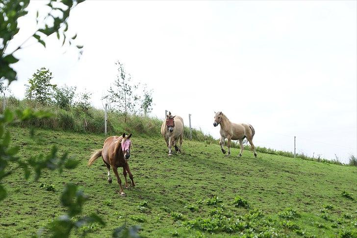 Traver Charmaine *R.I.P.* billede 19