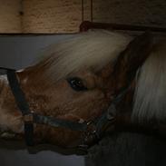 Haflinger Attica *solgt* ;-(