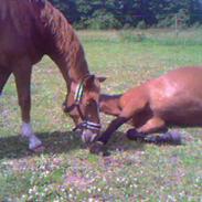 Anden særlig race Darling