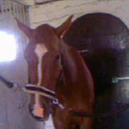 Anden særlig race Darling