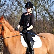 Dansk Varmblod Vladimir