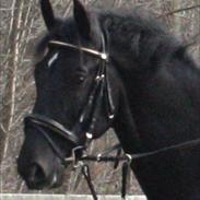 Hollandsk Varmblod Zeus E