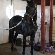 Hollandsk Varmblod Zeus E