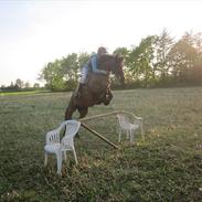 Anden særlig race Josefine *Min Prinsesse*