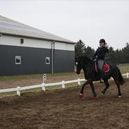 Anden særlig race Arkiball B-pony! solgt. 