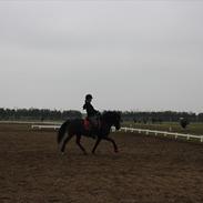 Anden særlig race Arkiball B-pony! solgt. 