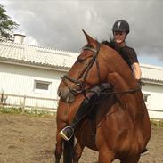 Hollandsk Varmblod Ramon