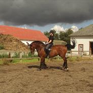 Hollandsk Varmblod Ramon