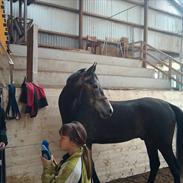 Anden særlig race Soleo