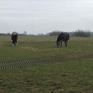 Anden særlig race Soleo