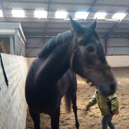 Anden særlig race Soleo