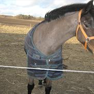 Anden særlig race Star  -- solgt--