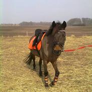 Anden særlig race Star  -- solgt--