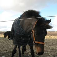 Anden særlig race Star  -- solgt--