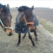 Anden særlig race Star  -- solgt--