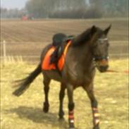 Anden særlig race Star  -- solgt--