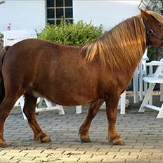 Shetlænder Fresia af Sortå.