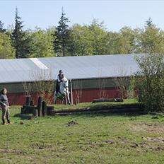 Anden særlig race SILVER - solgt