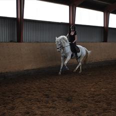 Anden særlig race SILVER - solgt