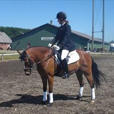 Welsh Pony (sec B) | Bjerregårds Flower Girl |