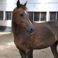Welsh Partbred (Sec F) Marieton's Silvy<3.