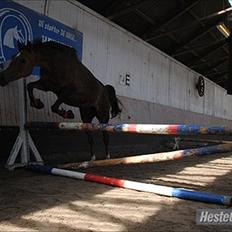 Welsh Partbred (Sec F) Marieton's Silvy<3.