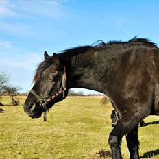 Anden særlig race Simply Gray (Sims)