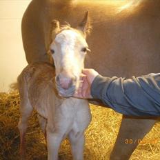Haflinger Stokkemarkes Asti <3SOLGT