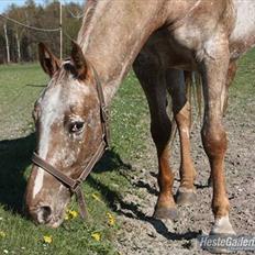 Knabstrupper Roxy Music