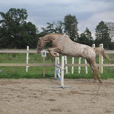 Knabstrupper Roxy Music