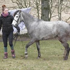Welsh Partbred (Sec F) klintholms miss amy.    Solgt