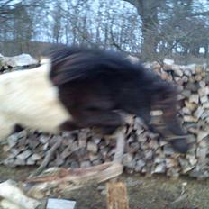 Anden særlig race tinka