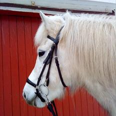 Islænder Nòtt fra Grauballemark