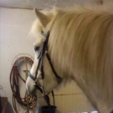 Islænder Nòtt fra Grauballemark