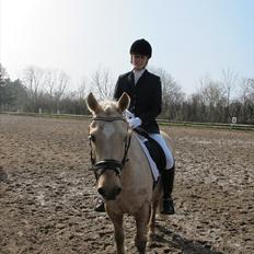 Palomino Skipper *passer*
