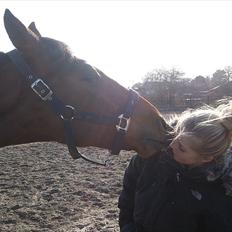 Dansk Varmblod Lipton "Lille Lars" 