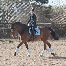 Dansk Varmblod Lipton "Lille Lars" 