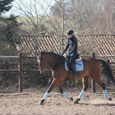 Dansk Varmblod Lipton "Lille Lars" 