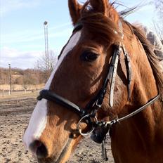 Anden særlig race Picasso