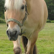 Fjordhest Louis (Stjerne Pony) 