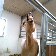 Fjordhest Louis (Stjerne Pony) 