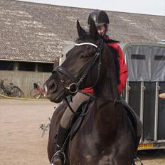 Dansk Varmblod Dorpas   - Tidl. lånehest