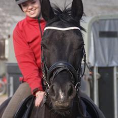 Dansk Varmblod Dorpas   - Tidl. lånehest