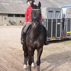 Dansk Varmblod Dorpas   - Tidl. lånehest