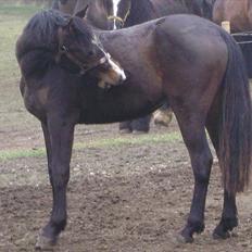 Anden særlig race Noma