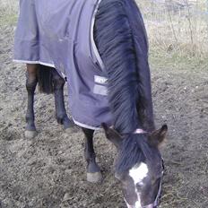 Anden særlig race Noma