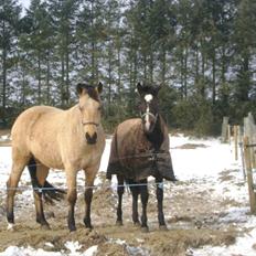 Anden særlig race Noma