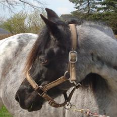 DSP Elmegaardens Lady Marion (Lotte)